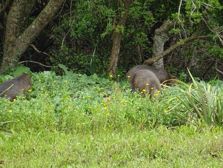 Capybara from Iguazu Fallsの写真素材