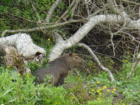 Capybara from Iguazu Fallsの写真素材