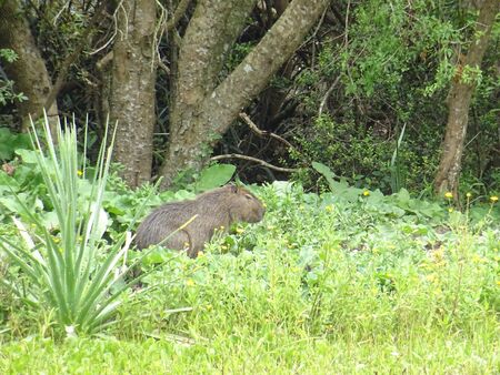 Capybara from Iguazu Fallsの写真素材