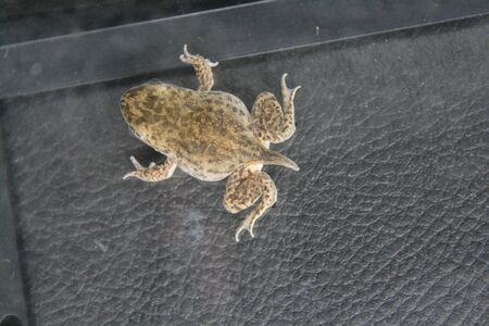 frog in full metamorphosisの写真素材