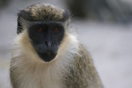 monkeys with their calf in Africa