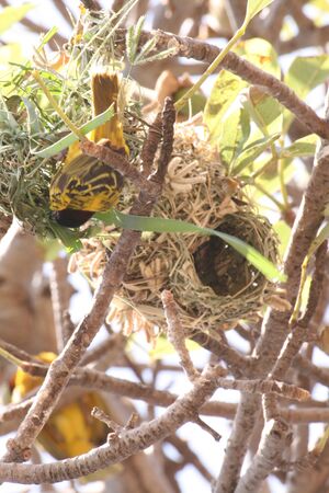 bird entering its nestの写真素材