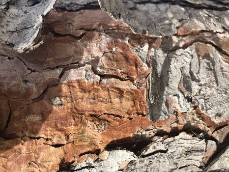 tree bark textureの写真素材
