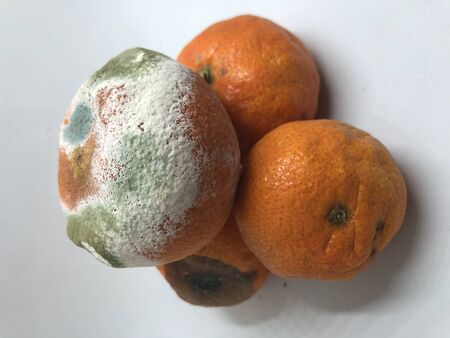 still life of rotten tangerinesの写真素材