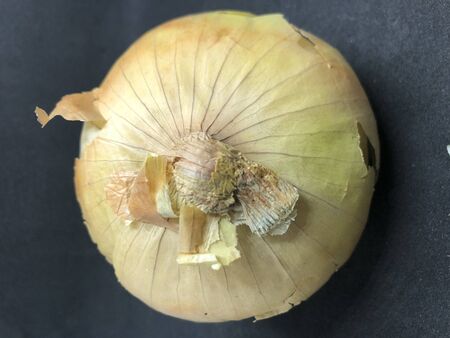 onion still lifeの写真素材