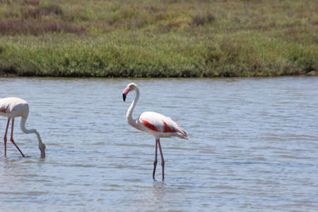 FLAMINGOS, SEAGULLS AND OTHER BIRDS IN THE WETLAND OF DELTA DEL EBRO.の写真素材