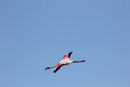 FLAMINGOS, SEAGULLS AND OTHER BIRDS IN THE WETLAND OF DELTA DEL EBRO.の写真素材
