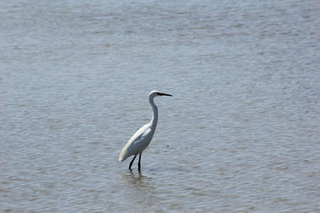 FLAMINGOS, SEAGULLS AND OTHER BIRDS IN THE WETLAND OF DELTA DEL EBRO.の写真素材