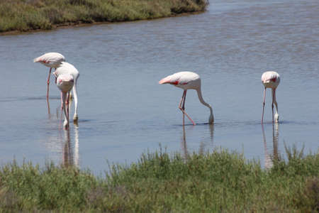 FLAMINGOS, SEAGULLS AND OTHER BIRDS IN THE WETLAND OF DELTA DEL EBRO.の写真素材