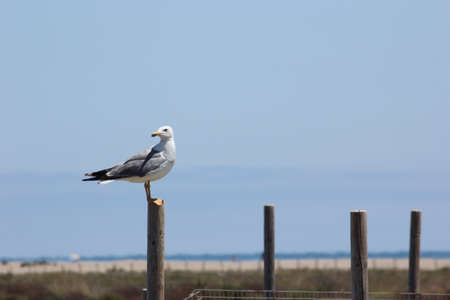 FLAMINGOS, SEAGULLS AND OTHER BIRDS IN THE WETLAND OF DELTA DEL EBRO.の写真素材