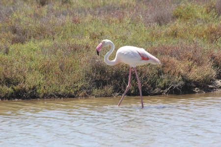FLAMINGOS, SEAGULLS AND OTHER BIRDS IN THE WETLAND OF DELTA DEL EBRO.の写真素材