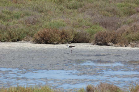 FLAMINGOS, SEAGULLS AND OTHER BIRDS IN THE WETLAND OF DELTA DEL EBRO.の写真素材