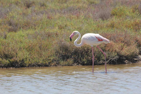 FLAMINGOS, SEAGULLS AND OTHER BIRDS IN THE WETLAND OF DELTA DEL EBRO.の写真素材