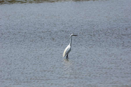 FLAMINGOS, SEAGULLS AND OTHER BIRDS IN THE WETLAND OF DELTA DEL EBRO.の写真素材