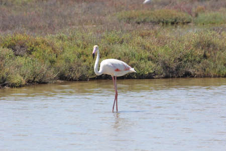 FLAMINGOS, SEAGULLS AND OTHER BIRDS IN THE WETLAND OF DELTA DEL EBRO.の写真素材