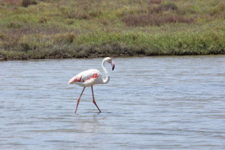 FLAMINGOS, SEAGULLS AND OTHER BIRDS IN THE WETLAND OF DELTA DEL EBRO.の写真素材