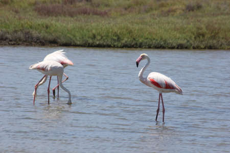 FLAMINGOS, SEAGULLS AND OTHER BIRDS IN THE WETLAND OF DELTA DEL EBRO.の写真素材