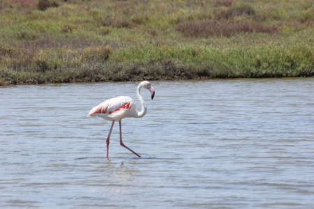 FLAMINGOS, SEAGULLS AND OTHER BIRDS IN THE WETLAND OF DELTA DEL EBRO.の写真素材