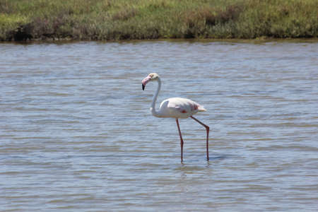 FLAMINGOS, SEAGULLS AND OTHER BIRDS IN THE WETLAND OF DELTA DEL EBRO.の写真素材