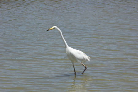 FLAMINGOS, SEAGULLS AND OTHER BIRDS IN THE WETLAND OF DELTA DEL EBRO.の写真素材
