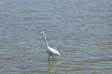 FLAMINGOS, SEAGULLS AND OTHER BIRDS IN THE WETLAND OF DELTA DEL EBRO.の写真素材