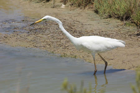 FLAMINGOS, SEAGULLS AND OTHER BIRDS IN THE WETLAND OF DELTA DEL EBRO.の写真素材