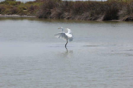 FLAMINGOS, SEAGULLS AND OTHER BIRDS IN THE WETLAND OF DELTA DEL EBRO.の写真素材