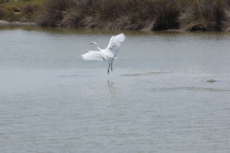 FLAMINGOS, SEAGULLS AND OTHER BIRDS IN THE WETLAND OF DELTA DEL EBRO.の写真素材