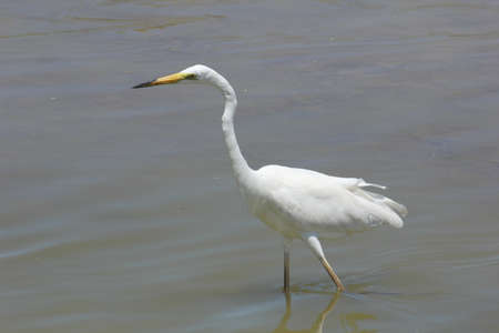 FLAMINGOS, SEAGULLS AND OTHER BIRDS IN THE WETLAND OF DELTA DEL EBRO.の写真素材