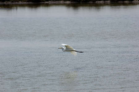 FLAMINGOS, SEAGULLS AND OTHER BIRDS IN THE WETLAND OF DELTA DEL EBRO.の写真素材