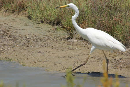 FLAMINGOS, SEAGULLS AND OTHER BIRDS IN THE WETLAND OF DELTA DEL EBRO.の写真素材