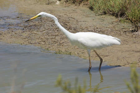 FLAMINGOS, SEAGULLS AND OTHER BIRDS IN THE WETLAND OF DELTA DEL EBRO.の写真素材