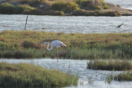 FLAMINGOS, SEAGULLS AND OTHER BIRDS IN THE WETLAND OF DELTA DEL EBRO.の写真素材