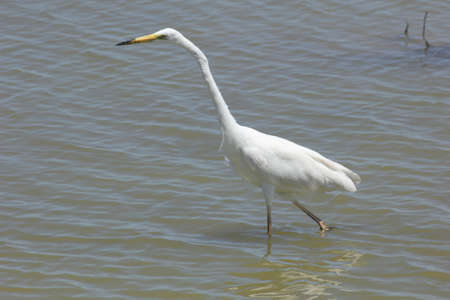 FLAMINGOS, SEAGULLS AND OTHER BIRDS IN THE WETLAND OF DELTA DEL EBRO.の写真素材