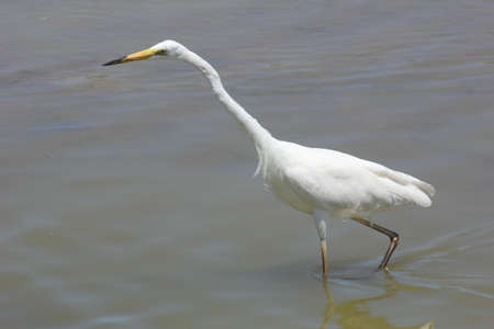 FLAMINGOS, SEAGULLS AND OTHER BIRDS IN THE WETLAND OF DELTA DEL EBRO.の写真素材