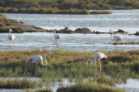 FLAMINGOS, SEAGULLS AND OTHER BIRDS IN THE WETLAND OF DELTA DEL EBRO.の写真素材
