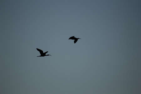 FLAMINGOS, SEAGULLS AND OTHER BIRDS IN THE WETLAND OF DELTA DEL EBRO.の写真素材