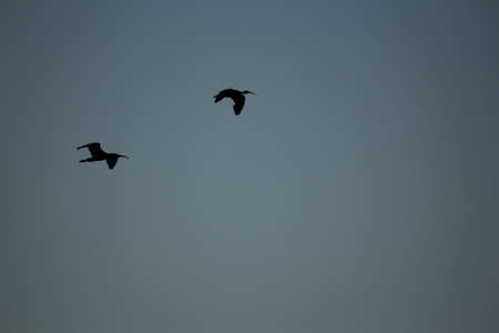 FLAMINGOS, SEAGULLS AND OTHER BIRDS IN THE WETLAND OF DELTA DEL EBRO.の写真素材