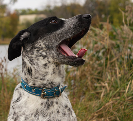 Portrait of a black and white dog with a blue collar.の写真素材