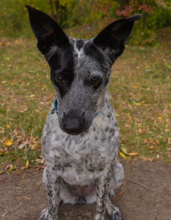 Cute black and white mixed breed dog sitting in the autumn parkの写真素材