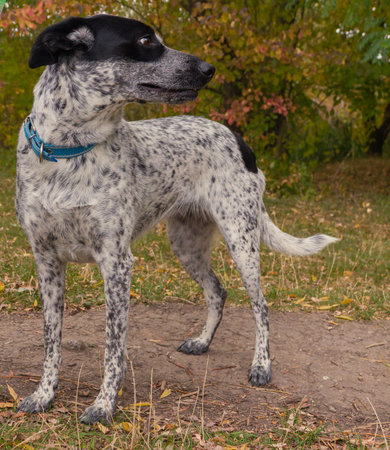 Portrait of a mixed breed dog standing in the autumn park.の写真素材