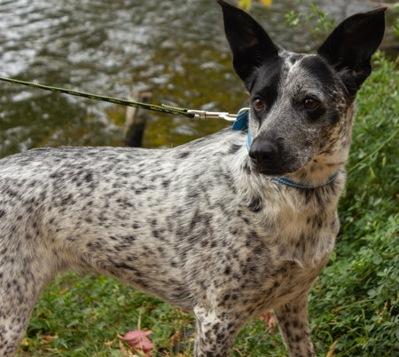 A black and white dog on a leash stands in the park.の写真素材