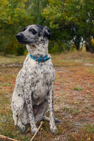 Gray dog with blue collar sitting on the grassの写真素材