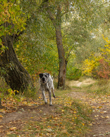 Dog on the road in the autumn forest. Selective focus.の写真素材