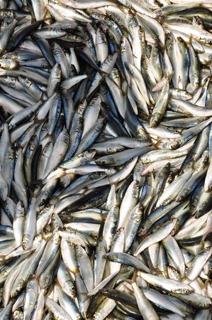 A fisherman s catch of fresh Sardinesの写真素材
