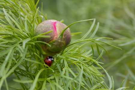 Ladybug on a peony sproutの写真素材