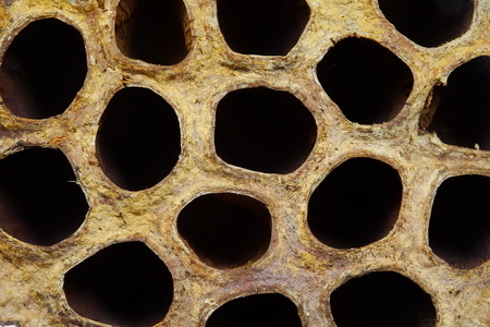 Dried lotus flowerの写真素材