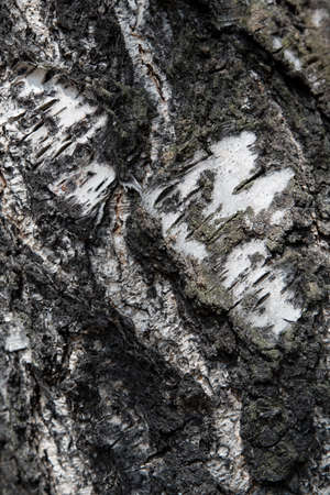 tree bark of silver birch - texture, backgroundの写真素材