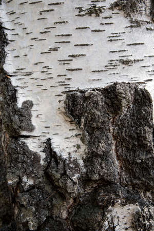 tree bark of silver birch - texture, backgroundの写真素材