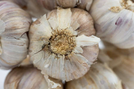 The bunch of fresh white garlicの写真素材